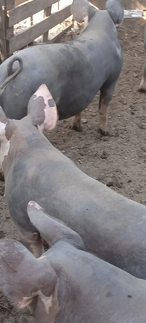 Porci, purcei - imagine 3