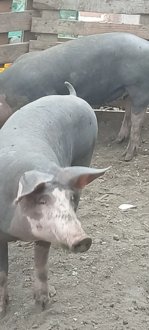 Porci, purcei - imagine 4