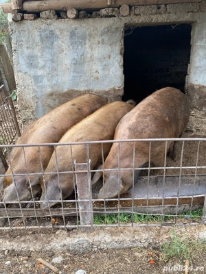 Vand porci - imagine 5 Vand porci - imagine 5