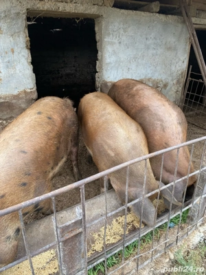 Vand porci - imagine 3 Vand porci - imagine 3