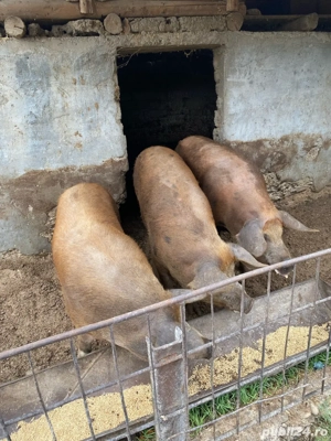 Vand porci - imagine 2 Vand porci - imagine 2