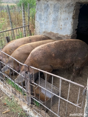 Vand porci - imagine 4 Vand porci - imagine 4