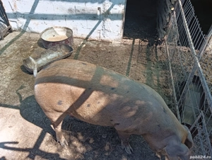 Porci de vânzare  - imagine 5