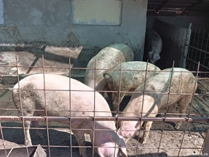 Porci de vânzare  - imagine 4