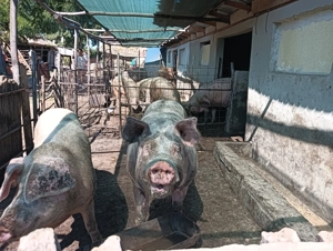 Porci de vânzare  - imagine 3