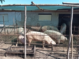 Porci de vânzare  - imagine 2