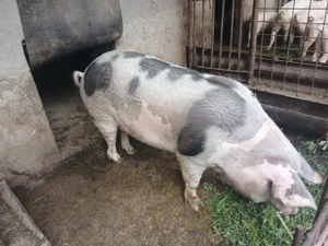 Porc 250-280 kg - imagine 2
