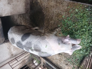 Porc 250-280 kg - imagine 3