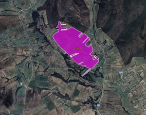 De vanzare plantatie de alun, situata in judetele Arad si Timis - imagine 4