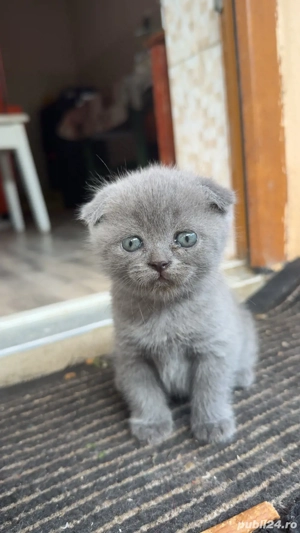 Pui Scottish fold gri
