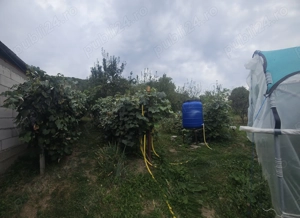 Gospodărie de vânzare în comuna Davidești, sat Voroveni. - imagine 5