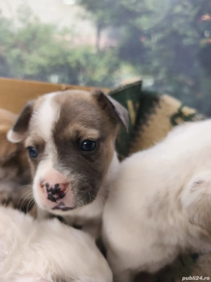 Disponibili cățeluși metis de buldog francez  - imagine 2