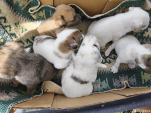 Disponibili cățeluși metis de buldog francez  - imagine 3