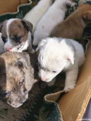 Disponibili cățeluși metis de buldog francez  - imagine 4