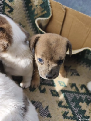 Disponibili cățeluși metis de buldog francez  - imagine 5