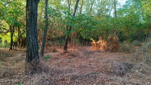 De vanzare teren intravilan cu padure   Potlogeni Vale, com. Crangurile, jud. Dambovita - imagine 3