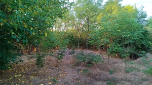 De vanzare teren intravilan cu padure   Potlogeni Vale, com. Crangurile, jud. Dambovita - imagine 2