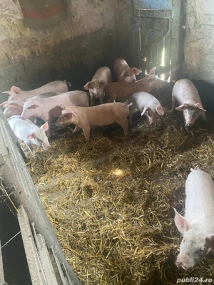 Vand 11 purcei - imagine 3 Vand 11 purcei - imagine 3