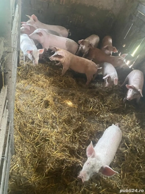 Vand 11 purcei - imagine 2 Vand 11 purcei - imagine 2