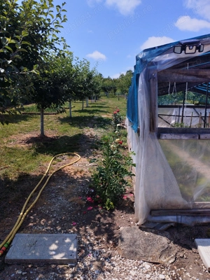 Casa de vanzare Costeiul de sus, com.Margina,jud.Timis - imagine 6