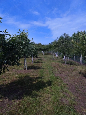 Casa de vanzare Costeiul de sus, com.Margina,jud.Timis - imagine 8