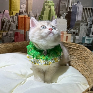 British Shorthair fetiță blue golden