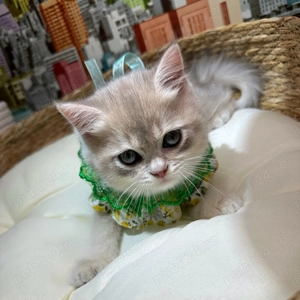 British Shorthair fetiță blue golden  - imagine 3