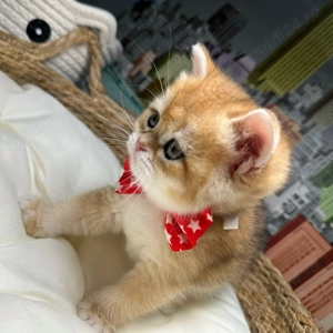 Motănel British Shorthair  - imagine 2