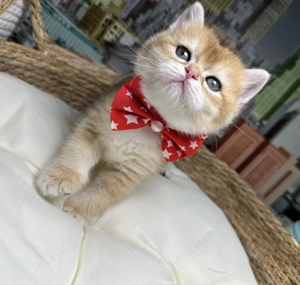 Motănel British Shorthair 