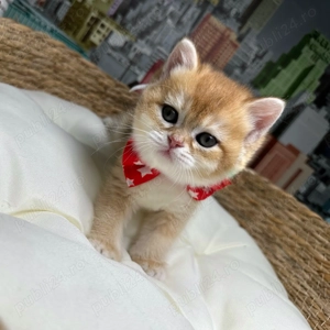 Motănel British Shorthair  - imagine 3