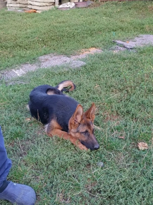 Mascul Ciobanesc german  - imagine 5