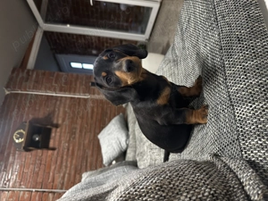 Căței tekel de vânzare