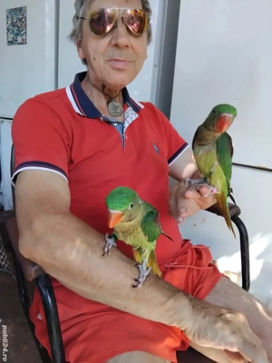 vand pui papagal 2025, blanzi, crecuti la mâna.  - imagine 4