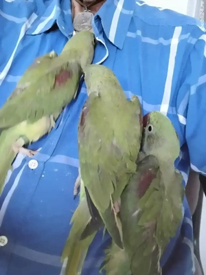 vand pui papagal 2025, blanzi, crecuti la mâna.  - imagine 2