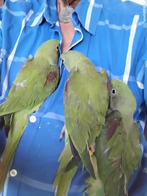 vand pui papagal 2025, blanzi, crecuti la mâna.  - imagine 3