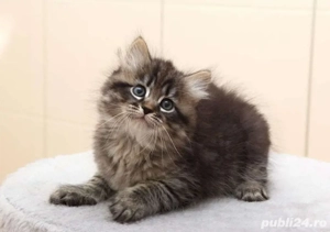 siberiana de padure - imagine 2