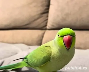 Vand papagali Micul Alexander  pui 2025 verde si galben 