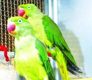 Vand papagali Micul Alexander  pui 2025 verde si galben  - imagine 2