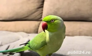 Vand papagali Micul Alexander  pui 2025 verde si galben  - imagine 3