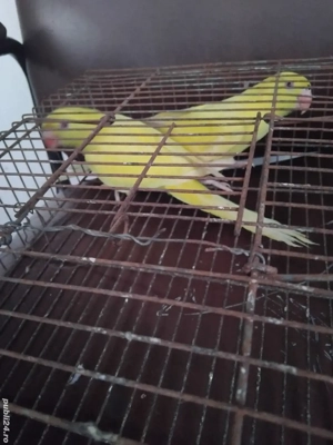 Vand papagali Micul Alexander  pui 2025 verde si galben  - imagine 4