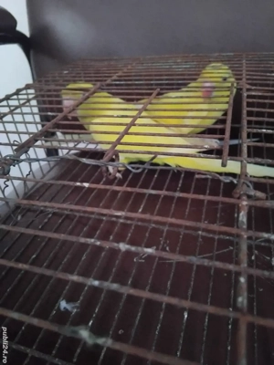 Vand papagali Micul Alexander  pui 2025 verde si galben  - imagine 5