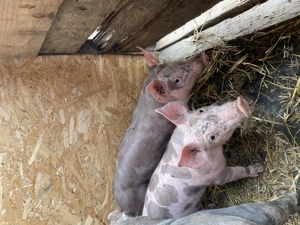 Purcele de rasa pur Petrean  - imagine 3