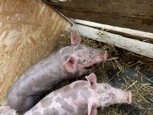 Purcele de rasa pur Petrean  - imagine 4