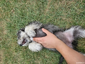 Schnauzer pitic german - imagine 2