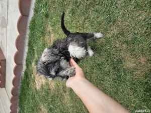 Schnauzer pitic german - imagine 4