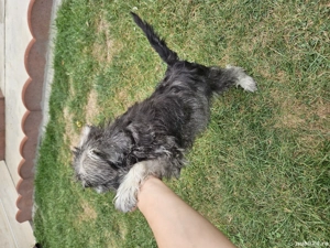 Schnauzer pitic german - imagine 3