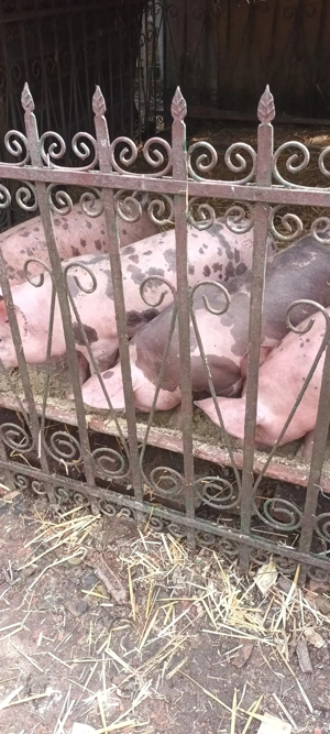 vând șoldănași de 4 luni jumate 