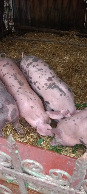 vând șoldănași de 4 luni jumate  - imagine 5