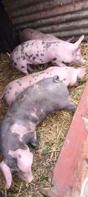 vând șoldănași de 4 luni jumate  - imagine 2