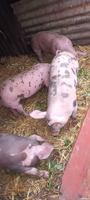 vând șoldănași de 4 luni jumate  - imagine 3